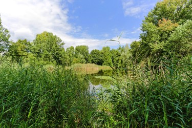 Tuin